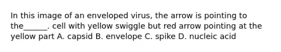 In this image of an enveloped virus, the arrow is pointing to the______. cell with yellow swiggle but red arrow pointing at the yellow part A. capsid B. envelope C. spike D. nucleic acid