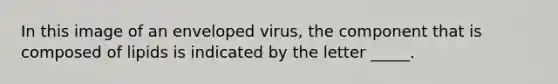 In this image of an enveloped virus, the component that is composed of lipids is indicated by the letter _____.