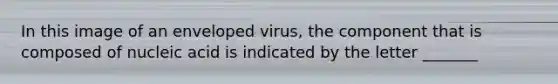 In this image of an enveloped virus, the component that is composed of nucleic acid is indicated by the letter _______