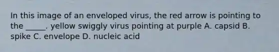 In this image of an enveloped virus, the red arrow is pointing to the _____. yellow swiggly virus pointing at purple A. capsid B. spike C. envelope D. nucleic acid