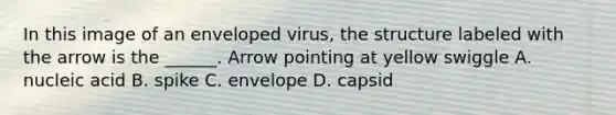 In this image of an enveloped virus, the structure labeled with the arrow is the ______. Arrow pointing at yellow swiggle A. nucleic acid B. spike C. envelope D. capsid