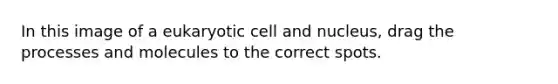 In this image of a eukaryotic cell and nucleus, drag the processes and molecules to the correct spots.