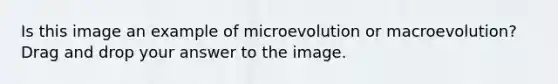 Is this image an example of microevolution or macroevolution? Drag and drop your answer to the image.