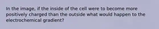 In the image, if the inside of the cell were to become more positively charged than the outside what would happen to the electrochemical gradient?