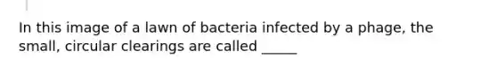 In this image of a lawn of bacteria infected by a phage, the small, circular clearings are called _____