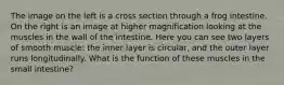 The image on the left is a cross section through a frog intestine. On the right is an image at higher magnification looking at the muscles in the wall of the intestine. Here you can see two layers of smooth muscle: the inner layer is circular, and the outer layer runs longitudinally. What is the function of these muscles in the small intestine?