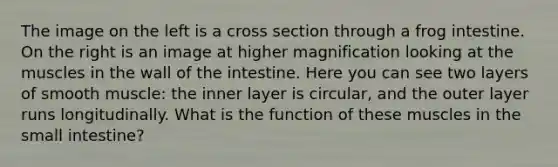 The image on the left is a cross section through a frog intestine. On the right is an image at higher magnification looking at the muscles in the wall of the intestine. Here you can see two layers of smooth muscle: the inner layer is circular, and the outer layer runs longitudinally. What is the function of these muscles in the small intestine?