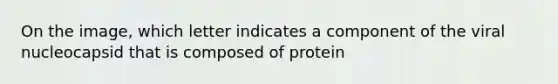 On the image, which letter indicates a component of the viral nucleocapsid that is composed of protein