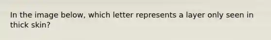 In the image below, which letter represents a layer only seen in thick skin?