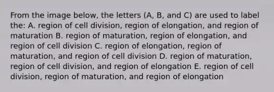 From the image below, the letters (A, B, and C) are used to label the: A. region of cell division, region of elongation, and region of maturation B. region of maturation, region of elongation, and region of cell division C. region of elongation, region of maturation, and region of cell division D. region of maturation, region of cell division, and region of elongation E. region of cell division, region of maturation, and region of elongation