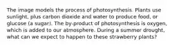 The image models the process of photosynthesis. Plants use sunlight, plus carbon dioxide and water to produce food, or glucose (a sugar). The by-product of photosynthesis is oxygen, which is added to our atmosphere. During a summer drought, what can we expect to happen to these strawberry plants?