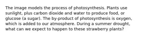 The image models the process of photosynthesis. Plants use sunlight, plus carbon dioxide and water to produce food, or glucose (a sugar). The by-product of photosynthesis is oxygen, which is added to our atmosphere. During a summer drought, what can we expect to happen to these strawberry plants?