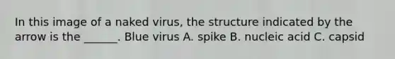 In this image of a naked virus, the structure indicated by the arrow is the ______. Blue virus A. spike B. nucleic acid C. capsid