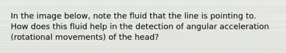 In the image below, note the fluid that the line is pointing to. How does this fluid help in the detection of angular acceleration (rotational movements) of the head?