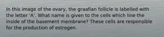 In this image of the ovary, the graafian follicle is labelled with the letter 'A'. What name is given to the cells which line the inside of the basement membrane? These cells are responsible for the production of estrogen.