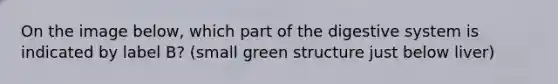 On the image below, which part of the digestive system is indicated by label B? (small green structure just below liver)