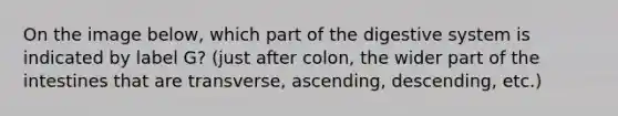 On the image below, which part of the digestive system is indicated by label G? (just after colon, the wider part of the intestines that are transverse, ascending, descending, etc.)