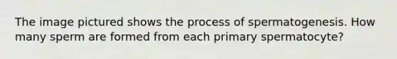 The image pictured shows the process of spermatogenesis. How many sperm are formed from each primary spermatocyte?