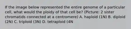 If the image below represented the entire genome of a particular cell, what would the ploidy of that cell be? (Picture: 2 sister chromatids connected at a centromere) A. haploid (1N) B. diploid (2N) C. triploid (3N) D. tetraploid (4N