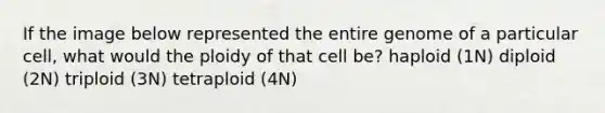 If the image below represented the entire genome of a particular cell, what would the ploidy of that cell be? haploid (1N) diploid (2N) triploid (3N) tetraploid (4N)