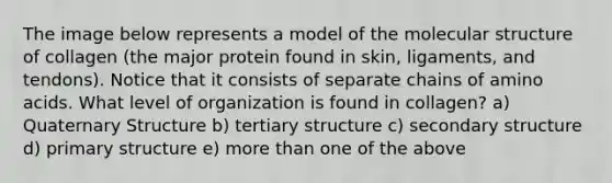 The image below represents a model of the molecular structure of collagen (the major protein found in skin, ligaments, and tendons). Notice that it consists of separate chains of amino acids. What level of organization is found in collagen? a) Quaternary Structure b) tertiary structure c) secondary structure d) primary structure e) more than one of the above