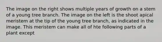 The image on the right shows multiple years of growth on a stem of a young tree branch. The image on the left is the shoot apical meristem at the tip of the young tree branch, as indicated in the image. This meristem can make all of hte following parts of a plant except