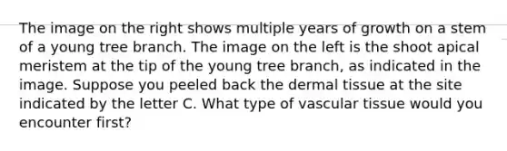 The image on the right shows multiple years of growth on a stem of a young tree branch. The image on the left is the shoot apical meristem at the tip of the young tree branch, as indicated in the image. Suppose you peeled back the dermal tissue at the site indicated by the letter C. What type of vascular tissue would you encounter first?