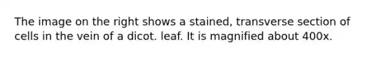 The image on the right shows a stained, transverse section of cells in the vein of a dicot. leaf. It is magnified about 400x.