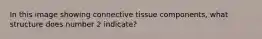 In this image showing connective tissue components, what structure does number 2 indicate?