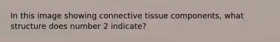 In this image showing connective tissue components, what structure does number 2 indicate?