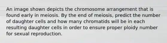 An image shown depicts the chromosome arrangement that is found early in meiosis. By the end of meiosis, predict the number of daughter cells and how many chromatids will be in each resulting daughter cells in order to ensure proper ploidy number for sexual reproduction.