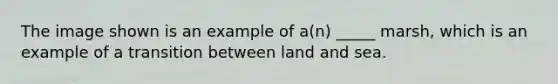 The image shown is an example of a(n) _____ marsh, which is an example of a transition between land and sea.