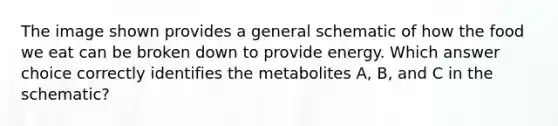 The image shown provides a general schematic of how the food we eat can be broken down to provide energy. Which answer choice correctly identifies the metabolites A, B, and C in the schematic?