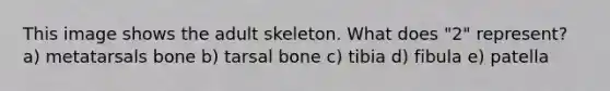 This image shows the adult skeleton. What does "2" represent? a) metatarsals bone b) tarsal bone c) tibia d) fibula e) patella