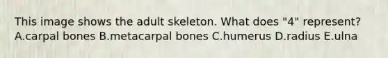 This image shows the adult skeleton. What does "4" represent? A.carpal bones B.metacarpal bones C.humerus D.radius E.ulna