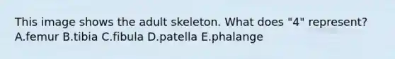 This image shows the adult skeleton. What does "4" represent? A.femur B.tibia C.fibula D.patella E.phalange