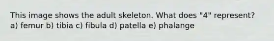 This image shows the adult skeleton. What does "4" represent? a) femur b) tibia c) fibula d) patella e) phalange