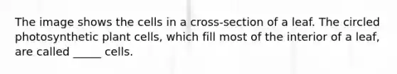 The image shows the cells in a cross-section of a leaf. The circled photosynthetic plant cells, which fill most of the interior of a leaf, are called _____ cells.