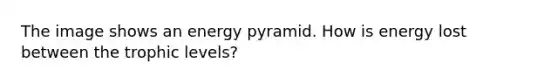 The image shows an energy pyramid. How is energy lost between the trophic levels?