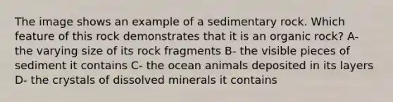 The image shows an example of a sedimentary rock. Which feature of this rock demonstrates that it is an organic rock? A- the varying size of its rock fragments B- the visible pieces of sediment it contains C- the ocean animals deposited in its layers D- the crystals of dissolved minerals it contains