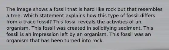 The image shows a fossil that is hard like rock but that resembles a tree. Which statement explains how this type of fossil differs from a trace fossil? This fossil reveals the activities of an organism. This fossil was created in solidifying sediment. This fossil is an impression left by an organism. This fossil was an organism that has been turned into rock.