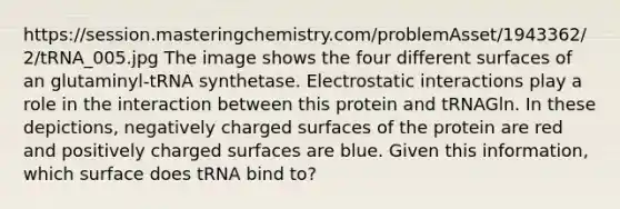 https://session.masteringchemistry.com/problemAsset/1943362/2/tRNA_005.jpg The image shows the four different surfaces of an glutaminyl-tRNA synthetase. Electrostatic interactions play a role in the interaction between this protein and tRNAGln. In these depictions, negatively charged surfaces of the protein are red and positively charged surfaces are blue. Given this information, which surface does tRNA bind to?