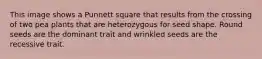 This image shows a Punnett square that results from the crossing of two pea plants that are heterozygous for seed shape. Round seeds are the dominant trait and wrinkled seeds are the recessive trait.