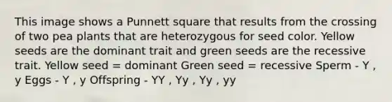 This image shows a Punnett square that results from the crossing of two pea plants that are heterozygous for seed color. Yellow seeds are the dominant trait and green seeds are the recessive trait. Yellow seed = dominant Green seed = recessive Sperm - Y , y Eggs - Y , y Offspring - YY , Yy , Yy , yy