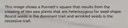 This image shows a Punnett's square that results from the crossing of two pea plants that are heterozygous for seed shape. Round seeds is the dominant trait and wrinkled seeds is the recessive trait.