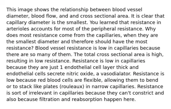 This image shows the relationship between blood vessel diameter, blood flow, and and cross sectional area. It is clear that capillary diameter is the smallest. You learned that resistance in arterioles accounts for most of the peripheral resistance. Why does most resistance come from the capillaries, when they are the smallest diameter and therefore should have the most resistance? Blood vessel resistance is low in capillaries because there are so many of them. The total cross sectional area is high, resulting in low resistance. Resistance is low in capillaries because they are just 1 endothelial cell layer thick and endothelial cells secrete nitric oxide, a vasodialator. Resistance is low because <a href='https://www.questionai.com/knowledge/kO3ylSXuZ5-red-blood-cells' class='anchor-knowledge'>red blood cells</a> are flexible, allowing them to bend or to stack like plates (rouleaux) in narrow capillaries. Resistance is sort of irrelevant in capillaries because they can't constrict and also because filtration and reabsorption happen here.