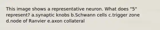 This image shows a representative neuron. What does "5" represent? a.synaptic knobs b.Schwann cells c.trigger zone d.node of Ranvier e.axon collateral