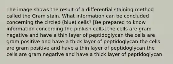 The image shows the result of a differential staining method called the Gram stain. What information can be concluded concerning the circled (blue) cells? [Be prepared to know information concerning the pinkish cells] the cells are gram negative and have a thin layer of peptidoglycan the cells are gram positive and have a thick layer of peptidoglycan the cells are gram positive and have a thin layer of peptidoglycan the cells are gram negative and have a thick layer of peptidoglycan