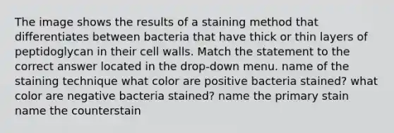 The image shows the results of a staining method that differentiates between bacteria that have thick or thin layers of peptidoglycan in their cell walls. Match the statement to the correct answer located in the drop-down menu. name of the staining technique what color are positive bacteria stained? what color are negative bacteria stained? name the primary stain name the counterstain