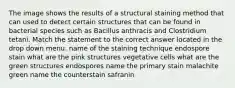 The image shows the results of a structural staining method that can used to detect certain structures that can be found in bacterial species such as Bacillus anthracis and Clostridium tetani. Match the statement to the correct answer located in the drop down menu. name of the staining technique endospore stain what are the pink structures vegetative cells what are the green structures endospores name the primary stain malachite green name the counterstain safranin